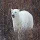 Polar Bear Wallpapers HD Install on Windows