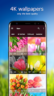 Tulip Wallpapers 4K 5.5.0 APK screenshots 1