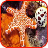 Starfish Wallpaper icon
