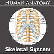 Skeletal System