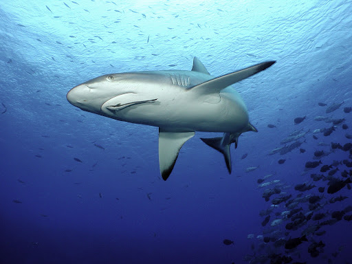 Shark Live Wallpaper