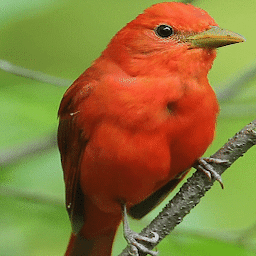 Icon image Cute Red Bird LWP