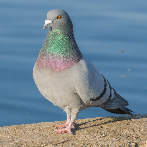 Pigeons Photos Download on Windows