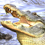 Croc Hunting : Alligator Games