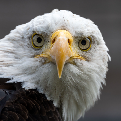 Bald Eagle Sounds logo