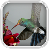 Humming Birds in Water icon