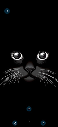 Cute Cats HD Wallpapres Screen 3