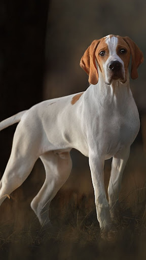 Android application English Pointer screenshort
