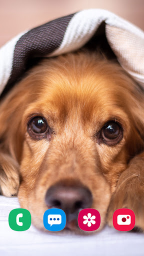Puppy Wallpaper & Cute Dog HD Screen 2