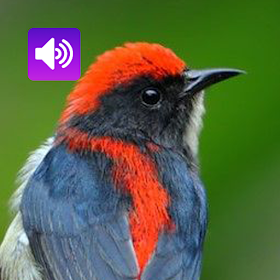 Scarletbackedflowerpecker Bird