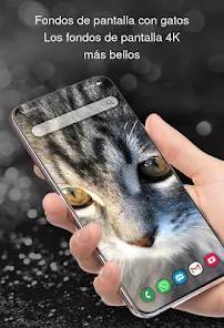 fondos de pantalla con gatos - Apps en Google Play