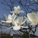 Japan:Magnolia kobus(JP221) icon