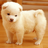 cute puppy wallpapers icon