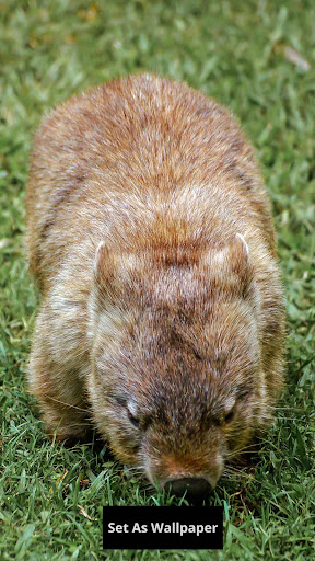 Wombat wallpaper
