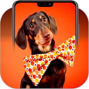 Top 15 Entertainment Apps Like Dachshund Wallpapers - Best Alternatives