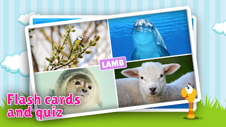 Animal flashcard & sounds