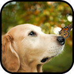 Cover Image of डाउनलोड Golden Retriever Dog Wallpaper 1.0.0 APK
