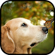 Golden Retriever Dog Wallpaper - Androidアプリ
