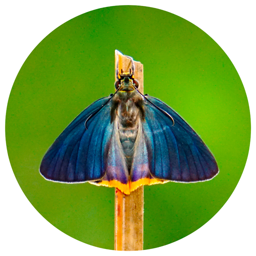 Butterflies of Kerala logo