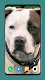 screenshot of Pitbull Dog Wallpaper 4K