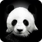 Panda Live Wallpaper Animal icon