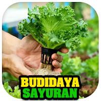 Budidaya Sayur - Sayuran