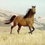 Horses Wallpapers HD icon
