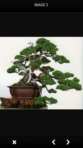 Bonsai Plant Design Idea