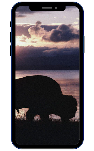Bison Wallpaper Screen 3