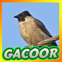 Suara Kutilang Pikat Lengkap