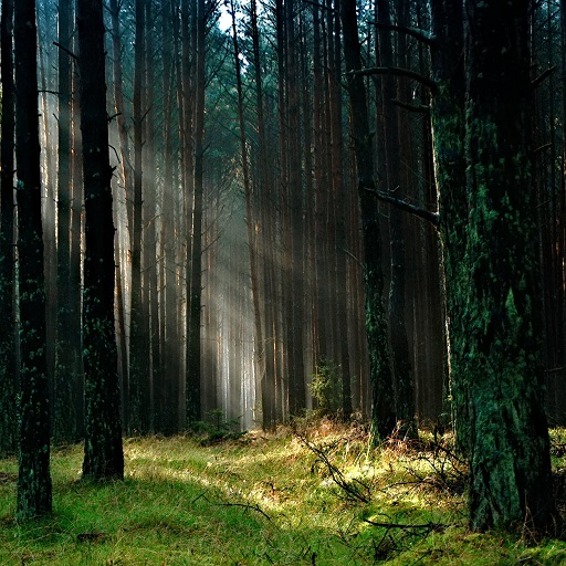 Forest Sound logo