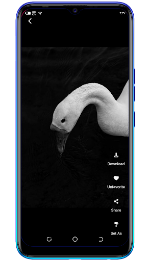 Colors Wallpapers  black, White, colorful, solid