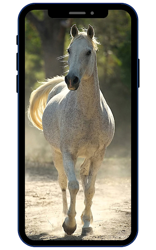 Horse Wallpapers Screen 3