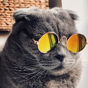 Top 50 Personalization Apps Like Cats & Kittens Attitude Wallpapers - HD background - Best Alternatives