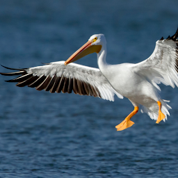 Pelican Bird sounds: Download & Review