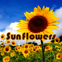 Sunflowers Theme +HOME