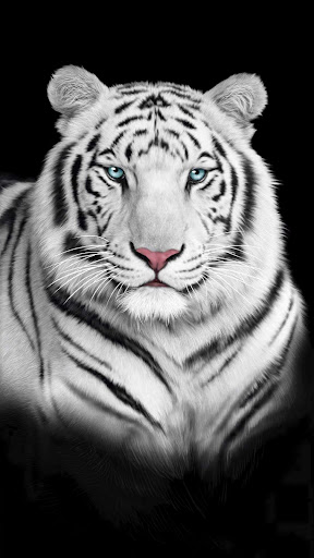 Android application Tiger Wallpaper screenshort