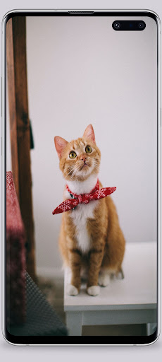 Cute Cat Wallpapers Screen 3