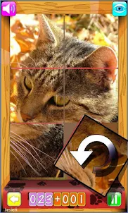Cats puzzle