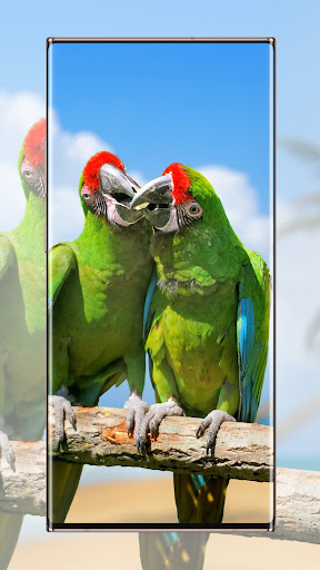 parrot wallpaper