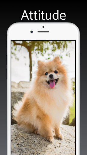 Pomeranian Dog Wallpapers 4k Screen 3
