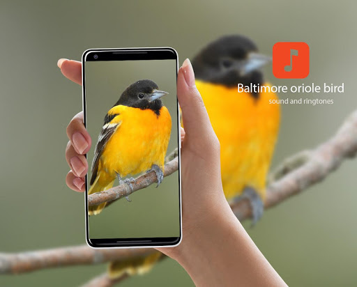 Android application Oriole bird sounds screenshort