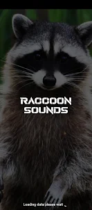 Raccoon sounds