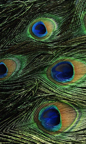 HD Peacock Feather Wallpaper - Latest version for Android - Download APK