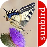 Butterfly Id - British Isles icon