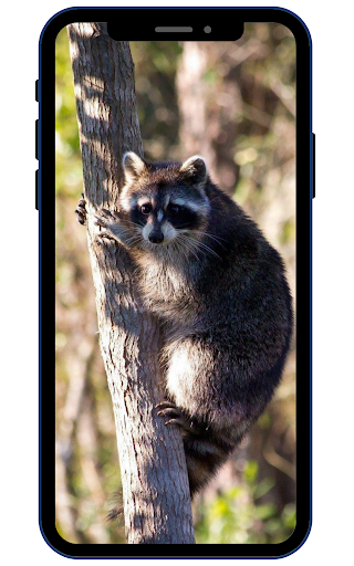 Raccoon Wallpapers Screen 2