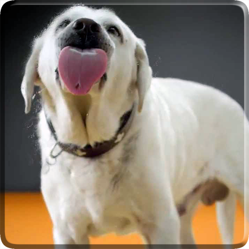 Dog Licks Screen 4K Wallpaper  Icon