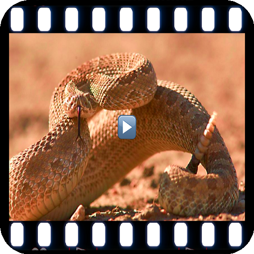 Documentaries animal desert  Icon