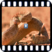 Documentaries animal desert