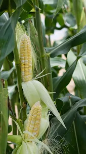 Corn Plant Wallpaper